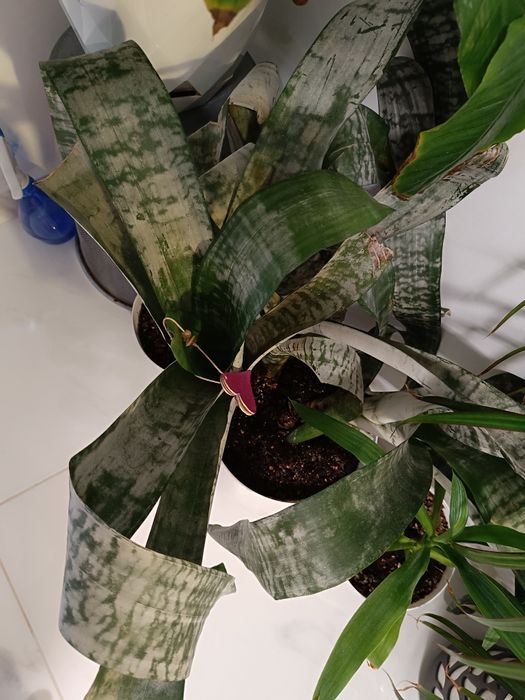 Стайни и градински растения