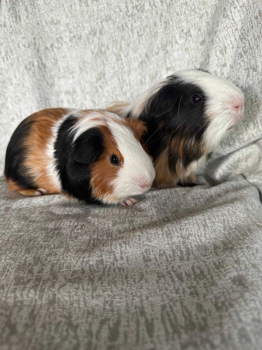 Продава Мини зайчета, Морски свинчета, Хамстери, Дегу, Мишки, Таралеж