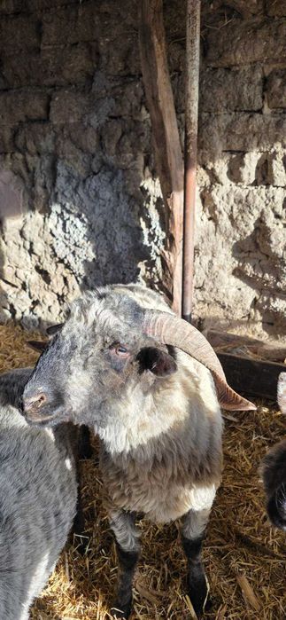 Noatin bucălău disponibil