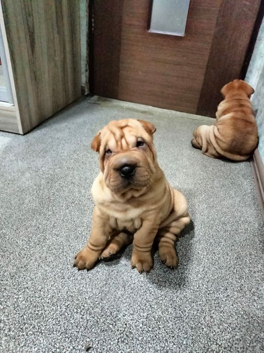 Продам щенков шарпея.рассрочка каспий