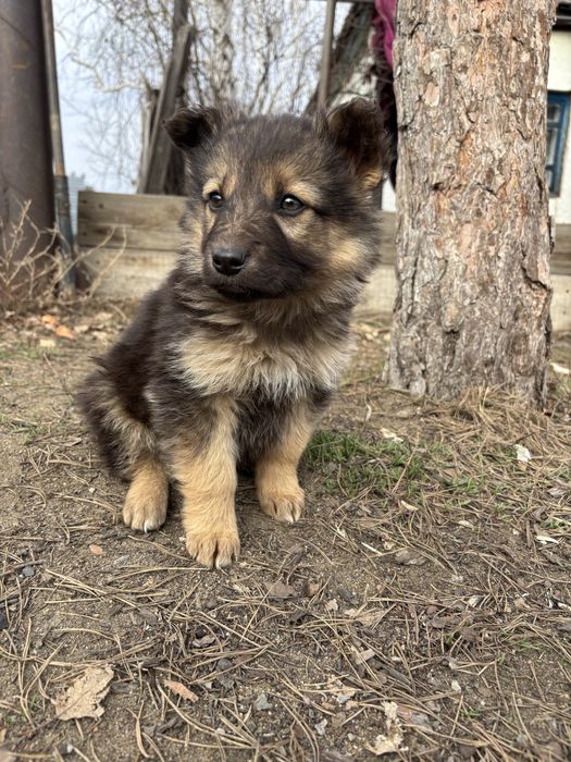 Щенки ( мальчики ) в добрые руки