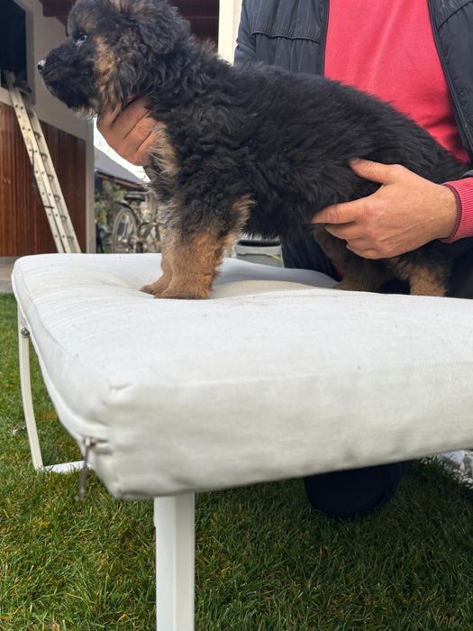 Pui Ciobanesc German