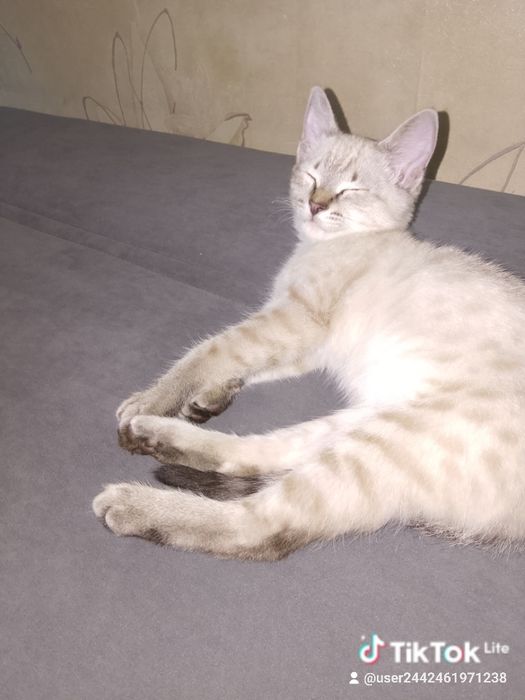 Котёнок сиамский