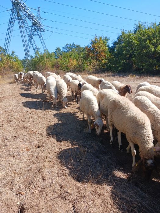Продавам овце,мъжки шилета, кочове