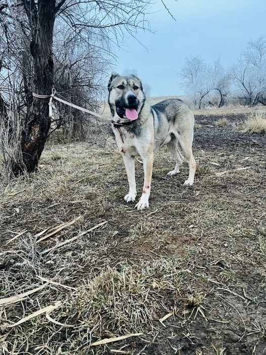 Готовый боец 2 года 4 месяца
