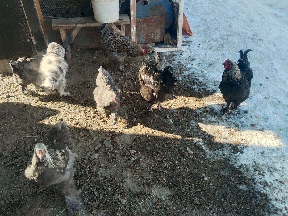 Әиеш петух продам