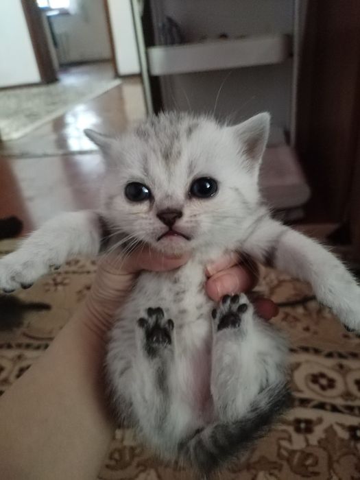 Продам котят шотландцы