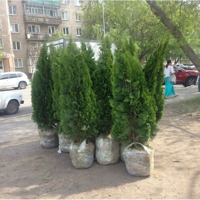 Туя смарагд пиррамидальная