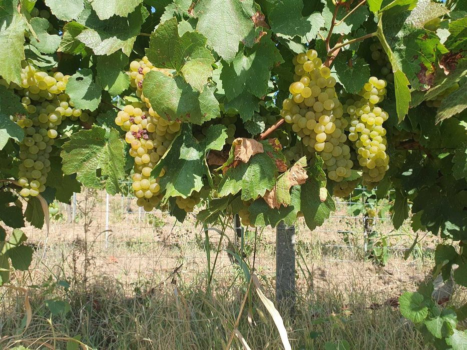 Rezervare struguri de calitate superioară Valea Călugărească - direct PRODUCATOR