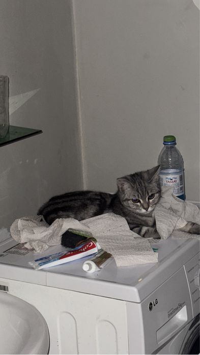 Отдам котенка скотиш-страйт