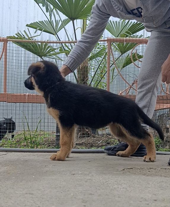 Немецкие овчарки ( стандарт)