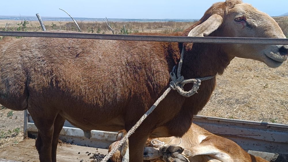 Ассалаумағалейкум қошқар сатылады