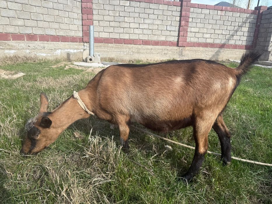 Ешкі сатылады. Француз Альпи парода