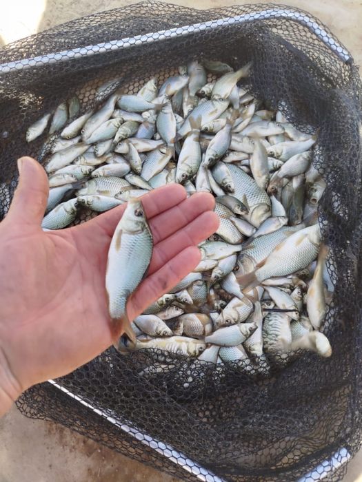 Продается малек Карповых видов