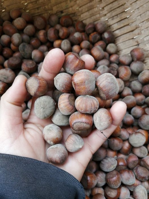 Alune de pădure de cultură