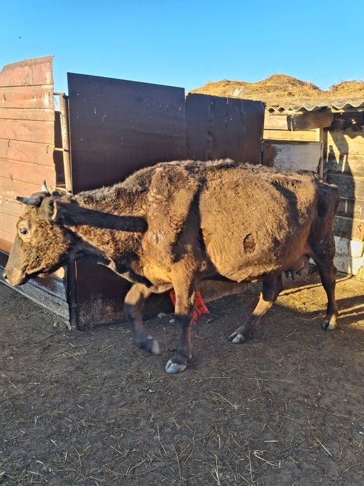 Продам КРС прдсосные коровы с  телятами