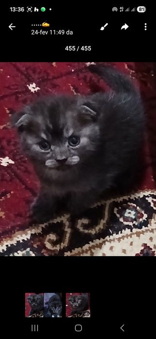 Britanskiy mushukchalar