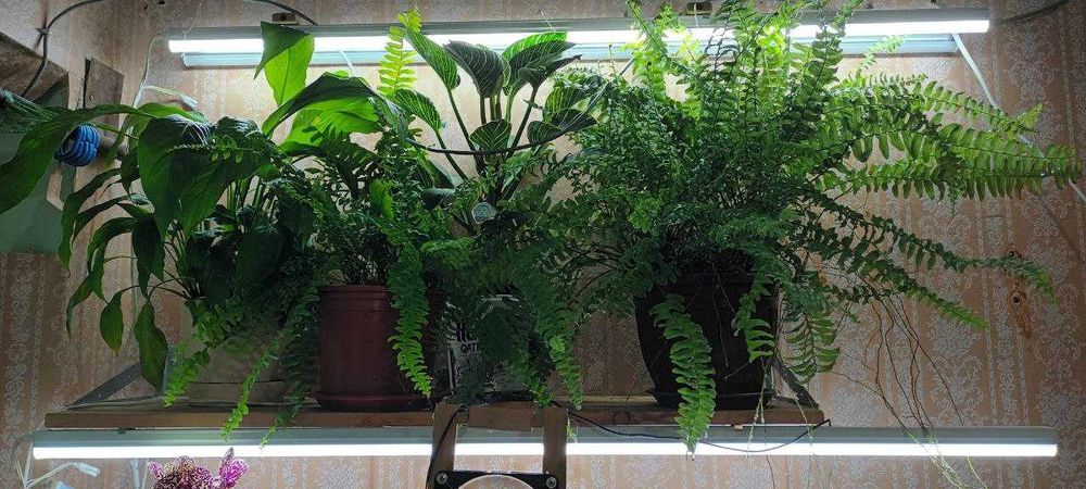 Стеллаж для выращивания цветов.