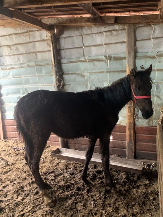 Жеребенок рысачек