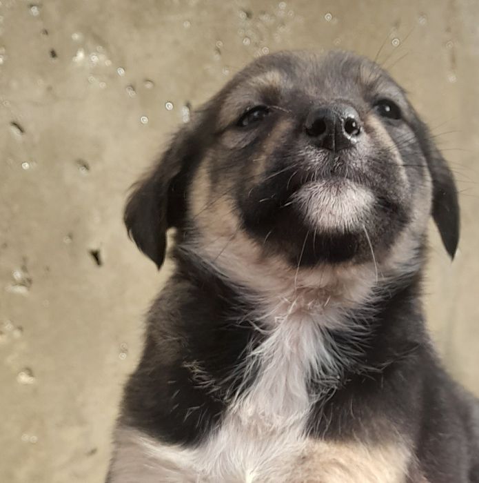 Щенки в ДОБРЫЕ руки