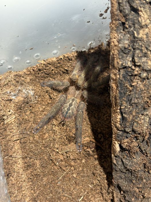 Срочно! в продаже Poecilotheria ornata L9