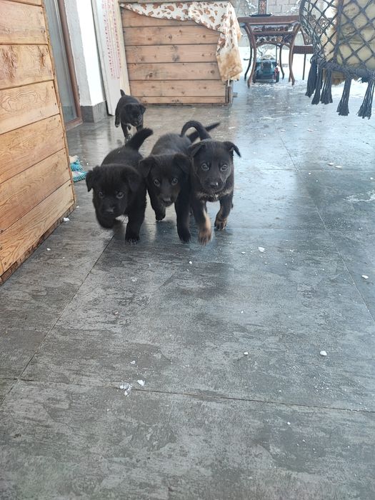 Щенята бесплатно