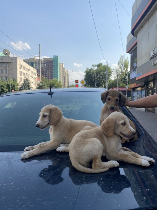 Щенки Казахской Тазы