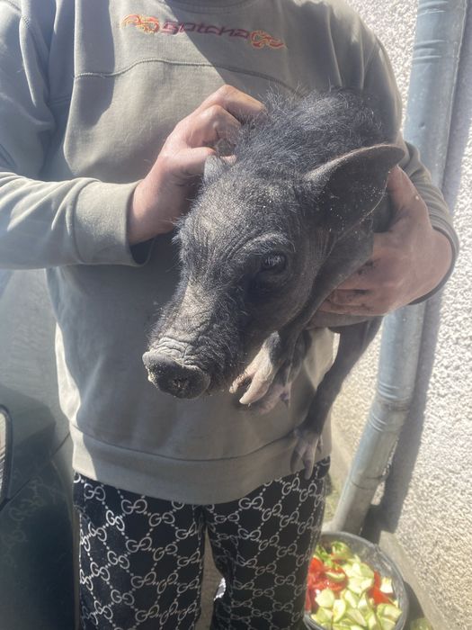 donez pisicuta  rasa europeana