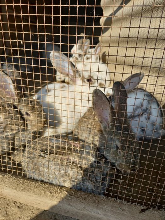 Quyon bor 1 oylidan 1 yilligachon