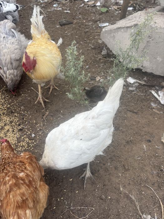 Продам домашних курочек, имеется доставка
