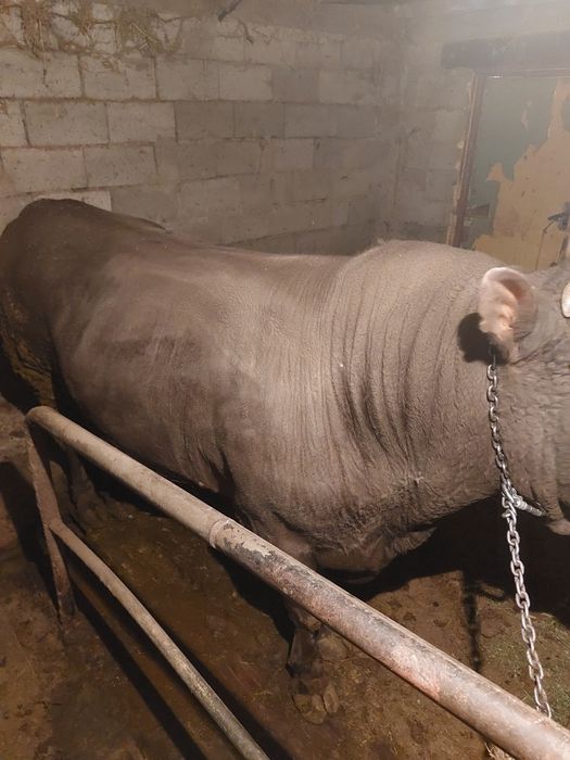 Продам    быка  .