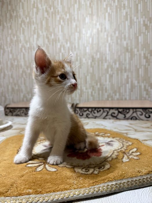 Котенок мальчик в добрые руки