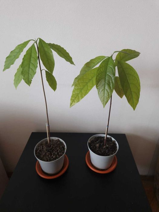 Planta avocado in ghiveci