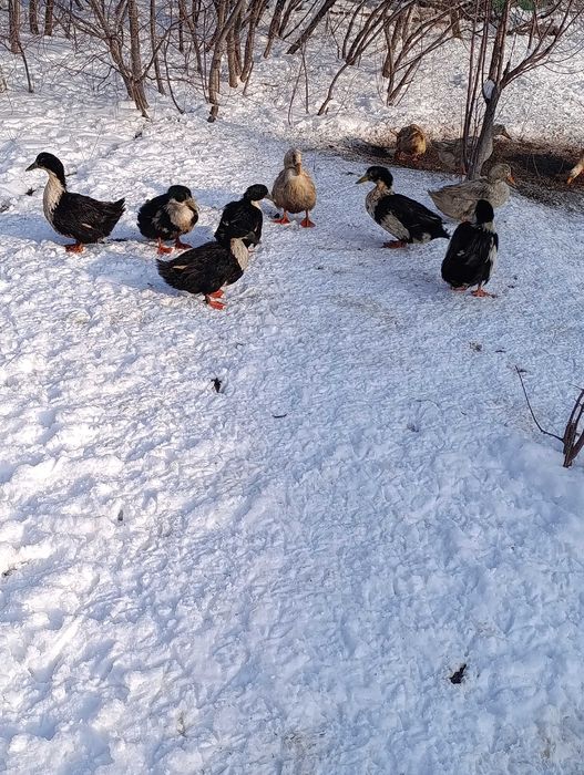 Үйрек сатылады семіз