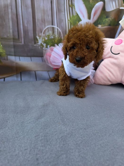 Запазени ! Пудел той момичета с документ за произход