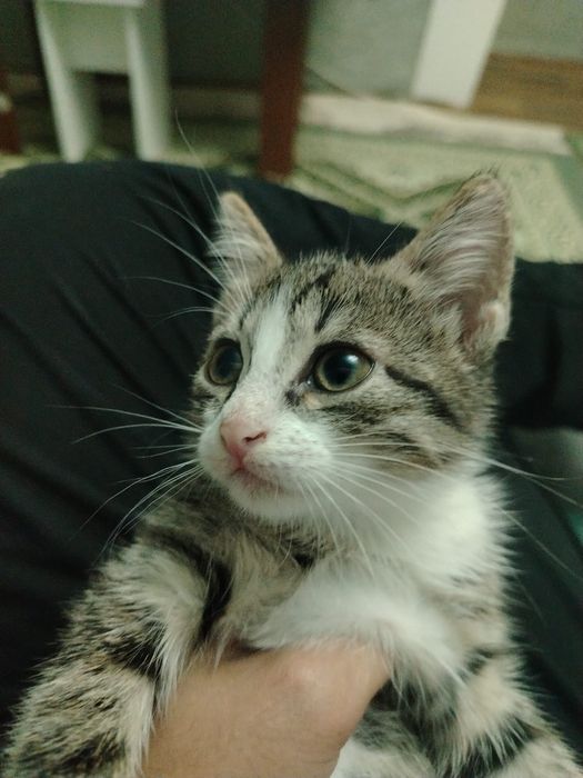 Котяк отдам добрый руки