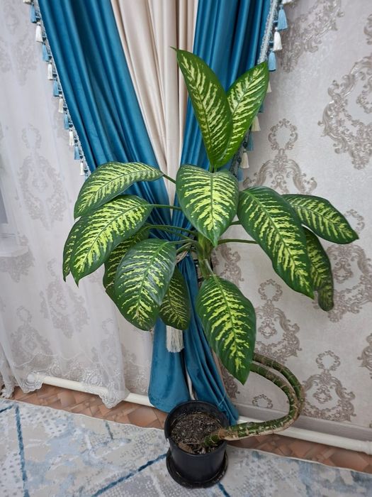 Дифенбахия тропикалық гүл