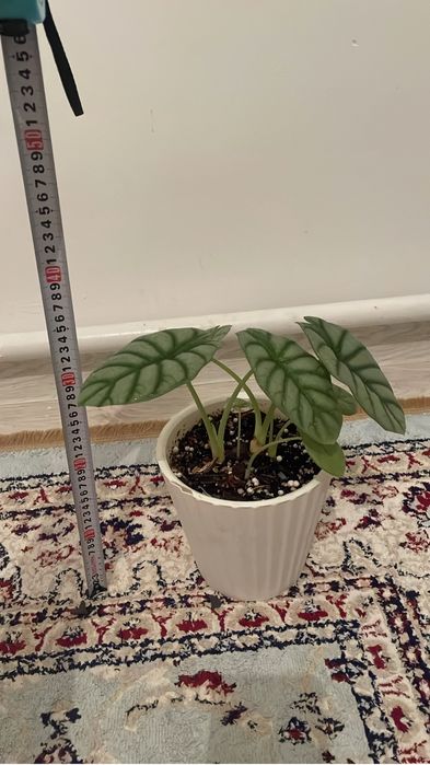 Уй гулдері сатылады