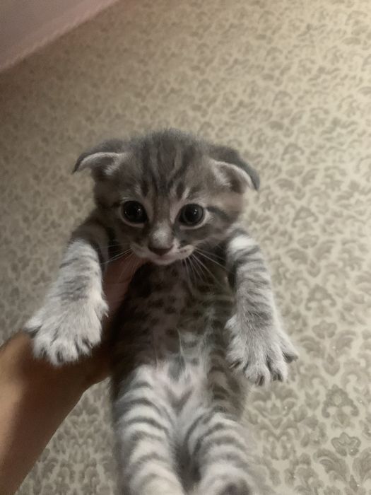 SKTISH FOLD 1 yarm oy