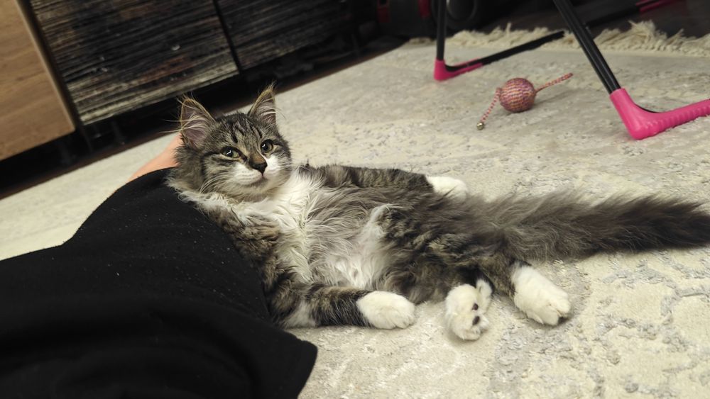 Отдам кошку в хорошие руки