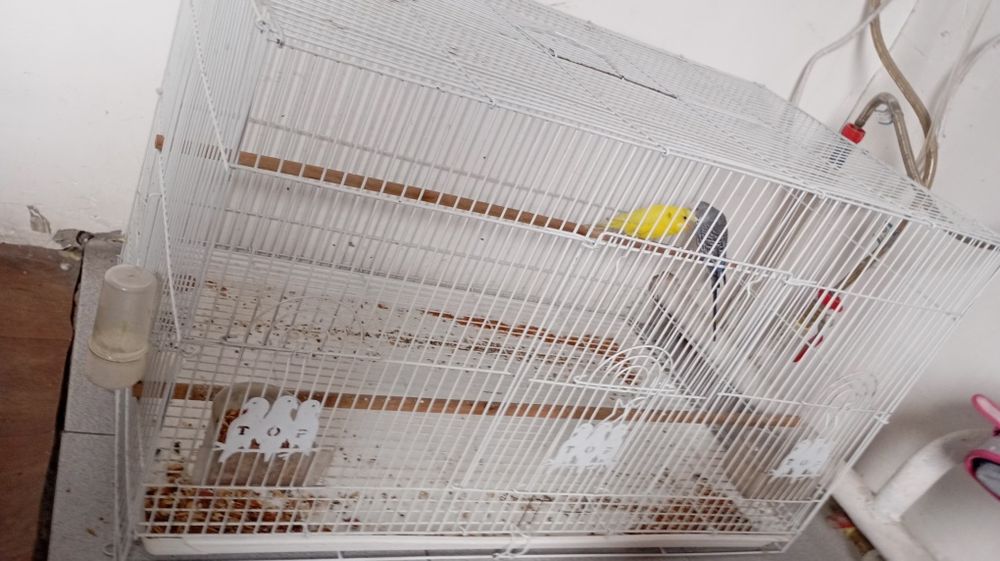 Незнаю какой породы