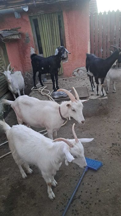 Capre gestante metis de anglolubian