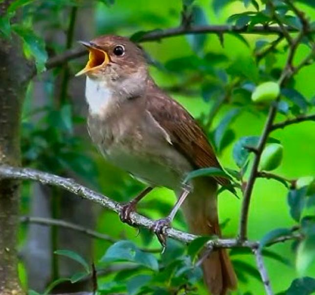 Соловей (bul bul ) sotiladi