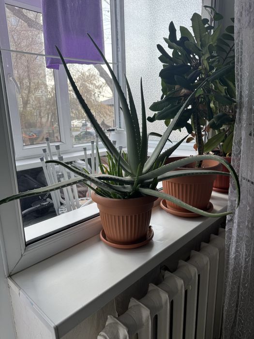 Продам листы алоэ и отростки