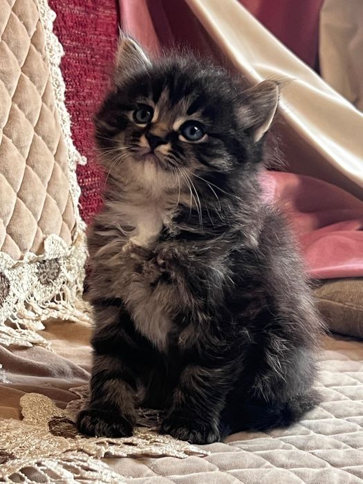 Сибирские малыши