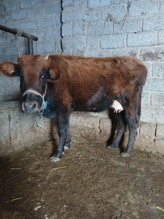 Срочни она бола сигр сотлади ювош