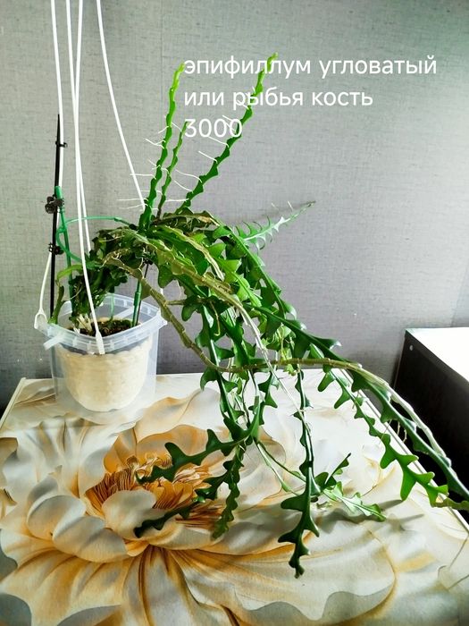 Комнатные  цветы