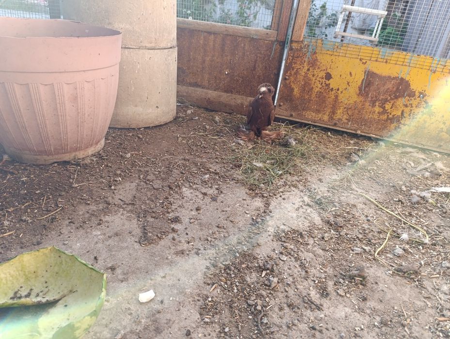 Голубь Бухарский барабанщик молодой пол пока не известен