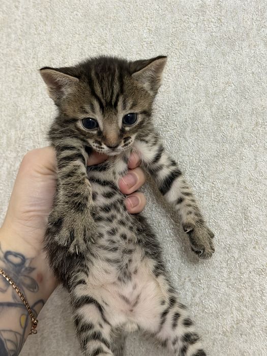 Продам котят сфинкс