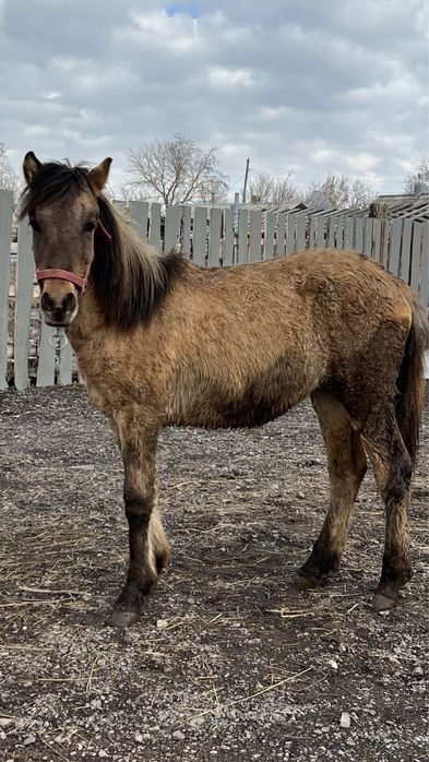 Жеребец 10 месяцев
